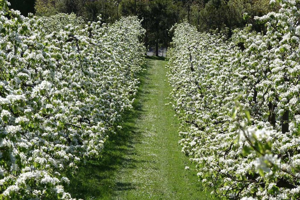 The Pear Orchard Lodge Richmond Luaran gambar